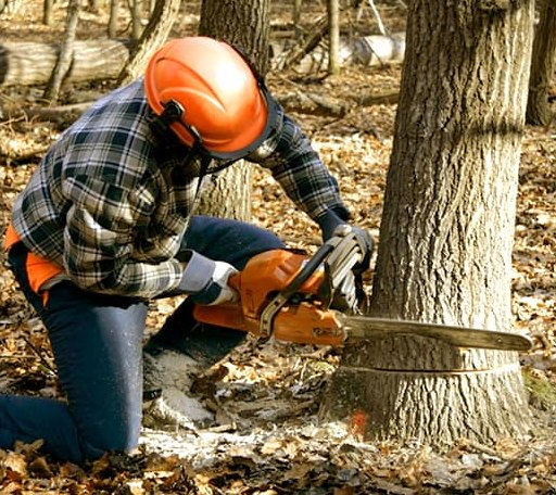 Arborist assessing tree health in Tennessee